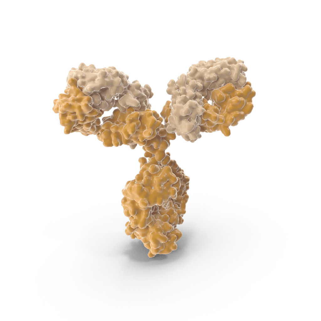 6*His, Hissize:Tag antibody, 100  µg